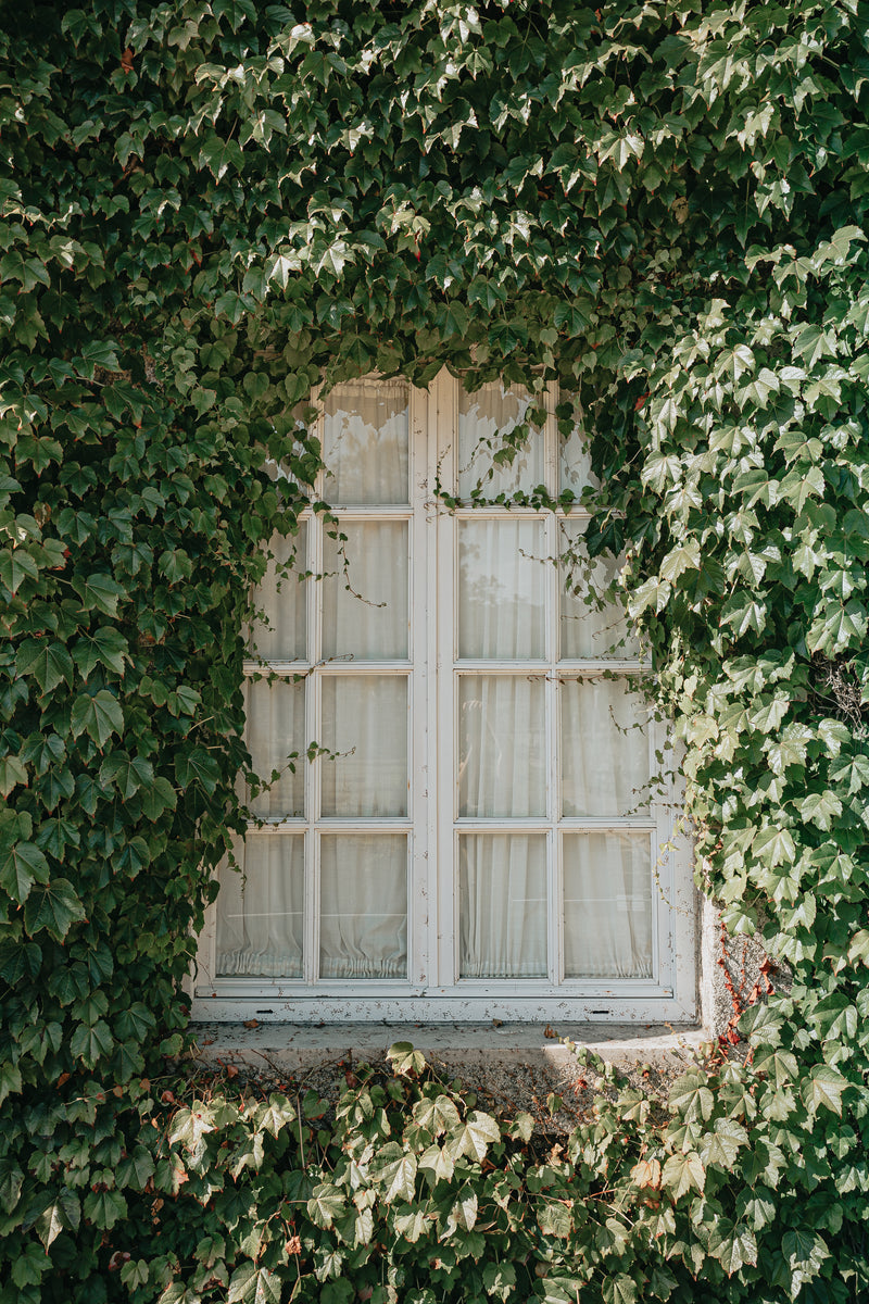 A white window with green vines surrounding it 